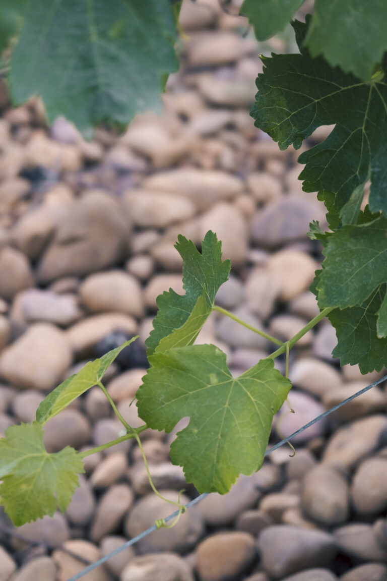 Belle d’Argence (34)