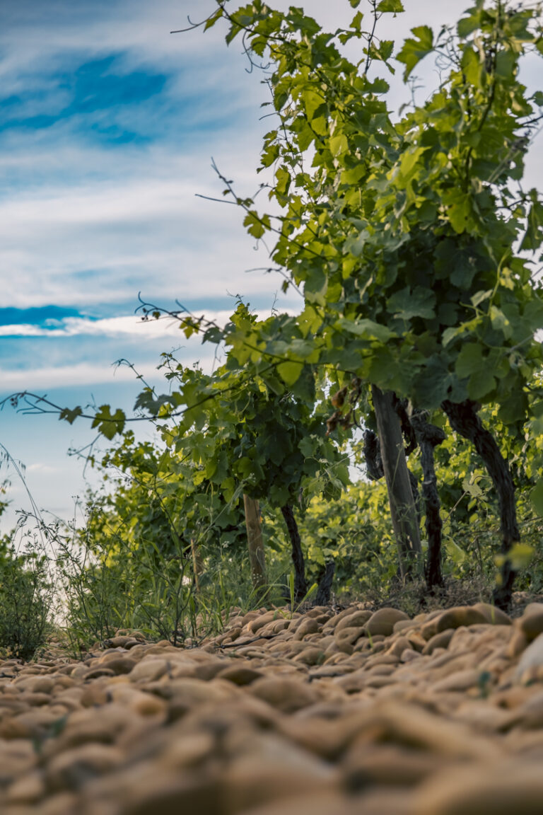 Belle d’Argence (35)