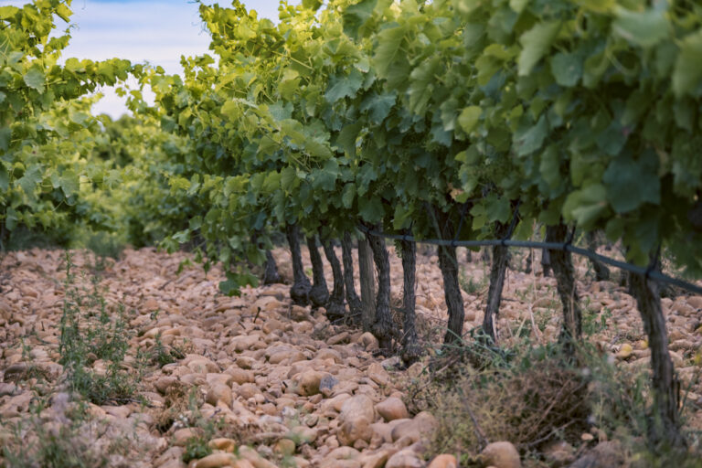 Belle d’Argence (40)